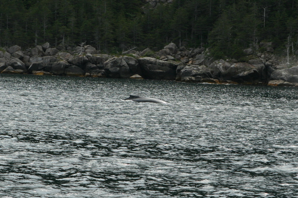 2011/07(July)/Alaska/1_Seward_Exit_Glacier/1024x768_2011-07-13-143-Seward.JPG