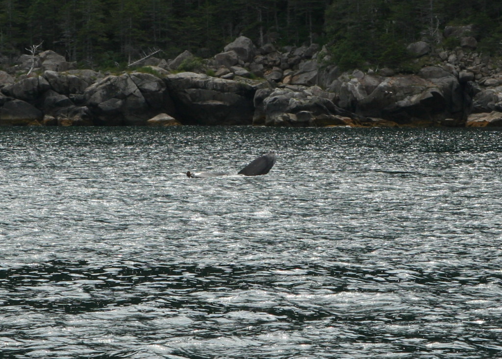 2011/07(July)/Alaska/1_Seward_Exit_Glacier/1024x768_2011-07-13-145-Seward.JPG