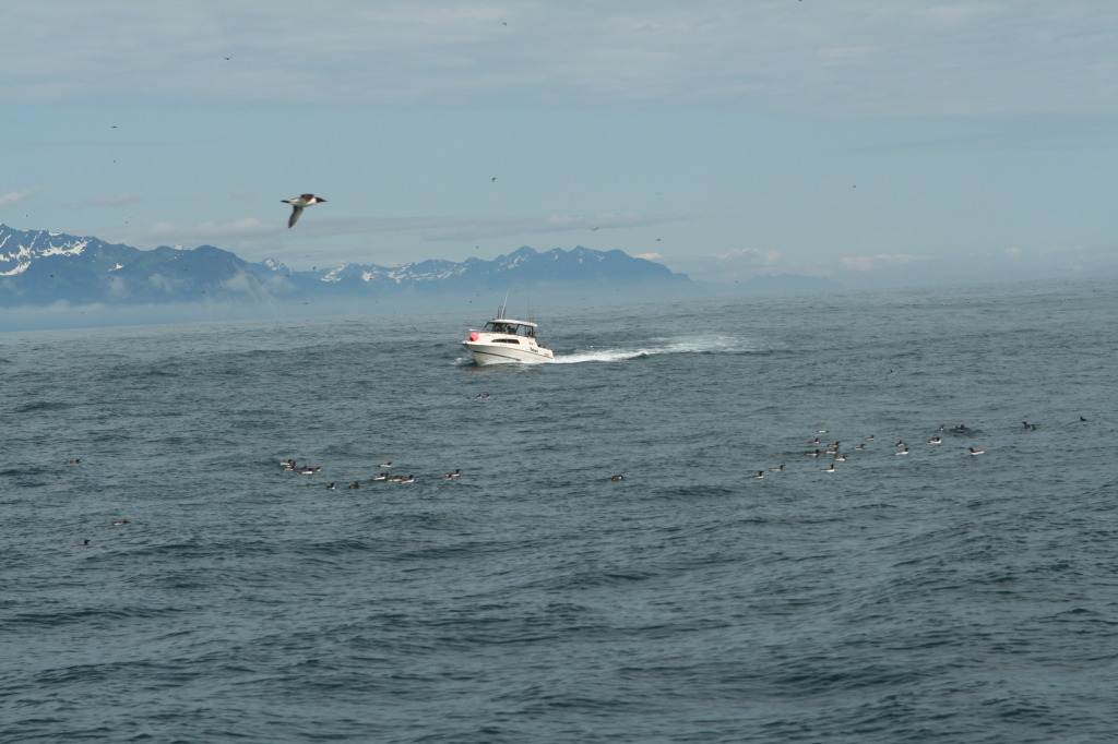 2011/07(July)/Alaska/1_Seward_Exit_Glacier/1024x768_2011-07-13-181-Seward.JPG