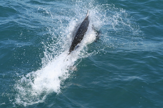 2011/07(July)/Alaska/1_Seward_Exit_Glacier/640x480_2011-07-13-064-Seward.JPG