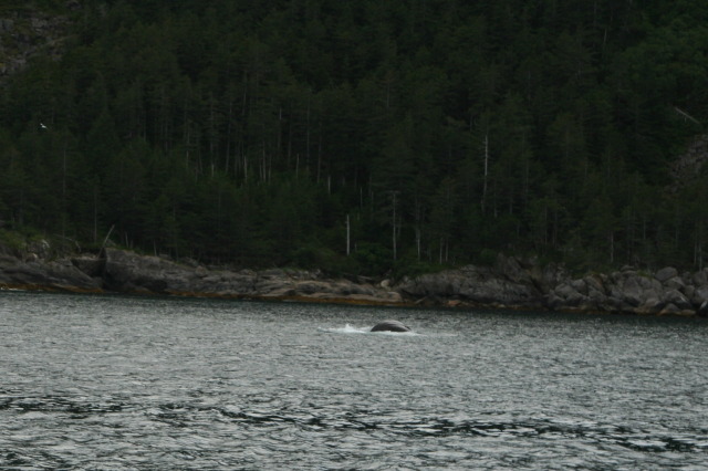 2011/07(July)/Alaska/1_Seward_Exit_Glacier/640x480_2011-07-13-135-Seward.JPG