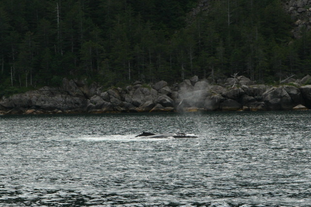2011/07(July)/Alaska/1_Seward_Exit_Glacier/640x480_2011-07-13-138-Seward.JPG