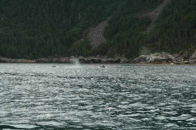 2011/07(July)/Alaska/1_Seward_Exit_Glacier/640x480_2011-07-13-139-Seward.JPG