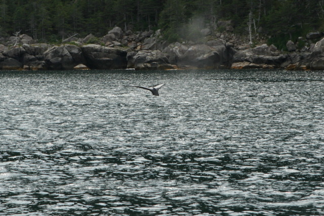 2011/07(July)/Alaska/1_Seward_Exit_Glacier/640x480_2011-07-13-141-Seward.JPG