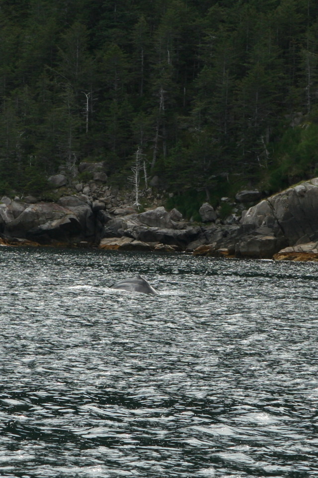 2011/07(July)/Alaska/1_Seward_Exit_Glacier/640x480_2011-07-13-142-Seward.JPG