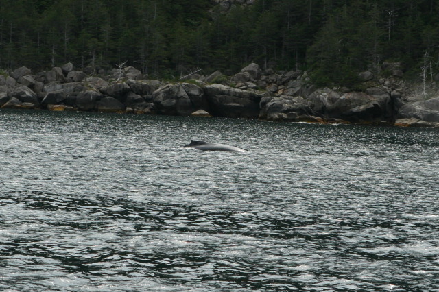2011/07(July)/Alaska/1_Seward_Exit_Glacier/640x480_2011-07-13-143-Seward.JPG