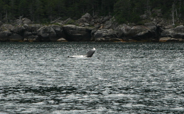 2011/07(July)/Alaska/1_Seward_Exit_Glacier/640x480_2011-07-13-144-Seward.JPG