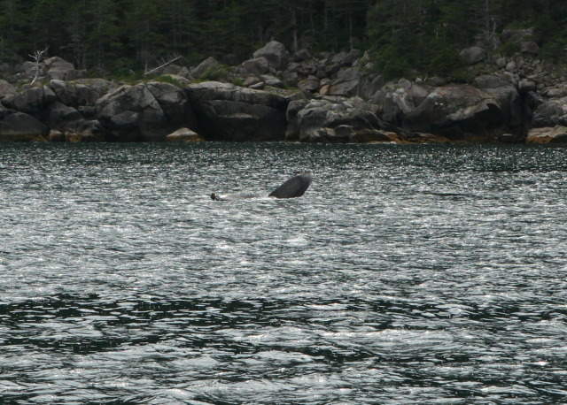 2011/07(July)/Alaska/1_Seward_Exit_Glacier/640x480_2011-07-13-145-Seward.JPG