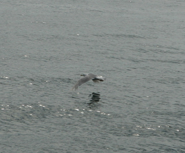 2011/07(July)/Alaska/1_Seward_Exit_Glacier/640x480_2011-07-13-164-Seward.JPG