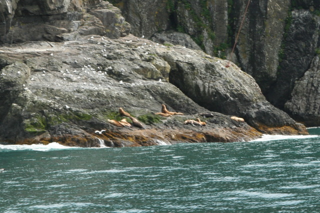 2011/07(July)/Alaska/1_Seward_Exit_Glacier/640x480_2011-07-13-169-Seward.JPG