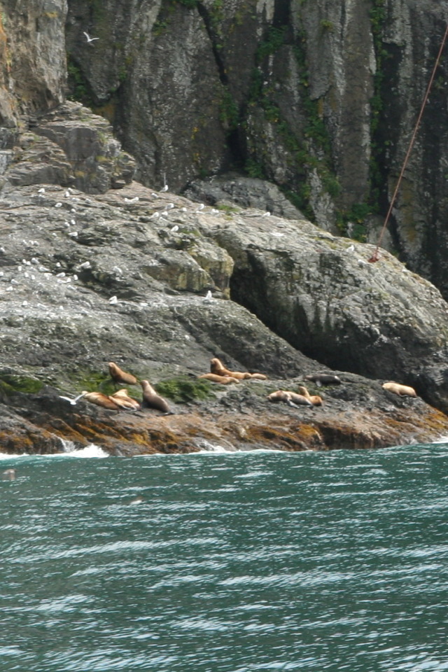 2011/07(July)/Alaska/1_Seward_Exit_Glacier/640x480_2011-07-13-170-Seward.JPG