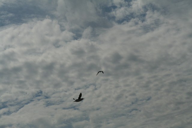 2011/07(July)/Alaska/1_Seward_Exit_Glacier/640x480_2011-07-13-178-Seward.JPG