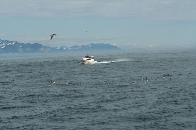 2011/07(July)/Alaska/1_Seward_Exit_Glacier/640x480_2011-07-13-181-Seward.JPG
