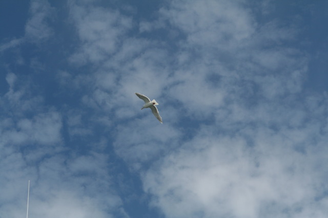 2011/07(July)/Alaska/1_Seward_Exit_Glacier/640x480_2011-07-13-188-Seward.JPG