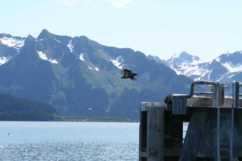 2011/07(July)/Alaska/1_Seward_Exit_Glacier/800x600_2011-07-13-018-Seward.JPG