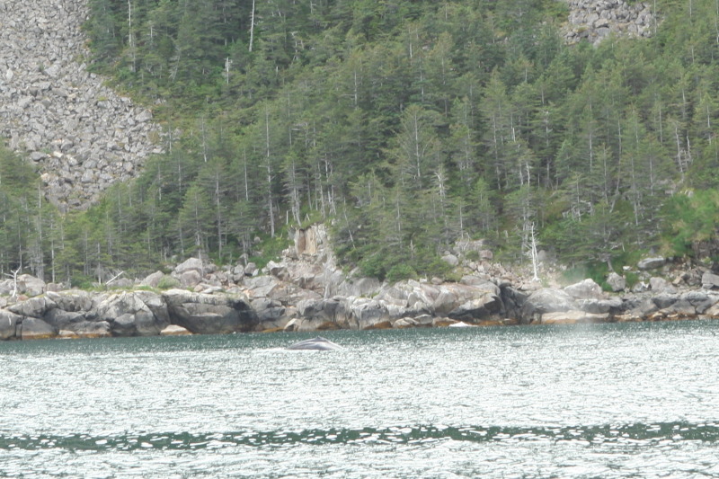 2011/07(July)/Alaska/1_Seward_Exit_Glacier/800x600_2011-07-13-133-Seward.JPG