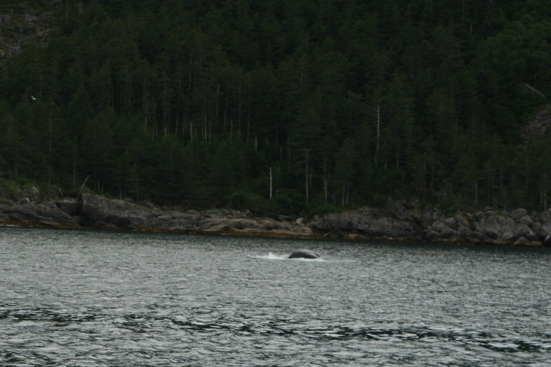 2011/07(July)/Alaska/1_Seward_Exit_Glacier/800x600_2011-07-13-135-Seward.JPG