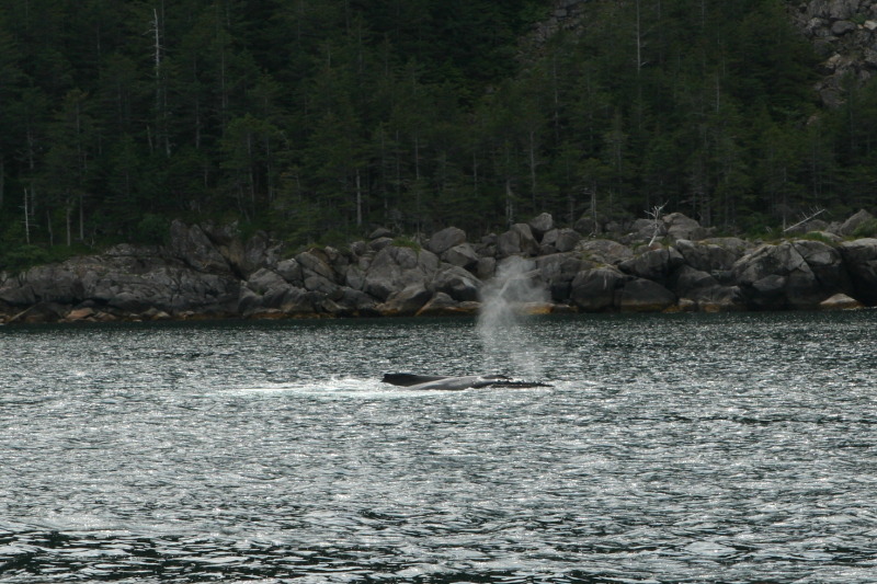 2011/07(July)/Alaska/1_Seward_Exit_Glacier/800x600_2011-07-13-137-Seward.JPG