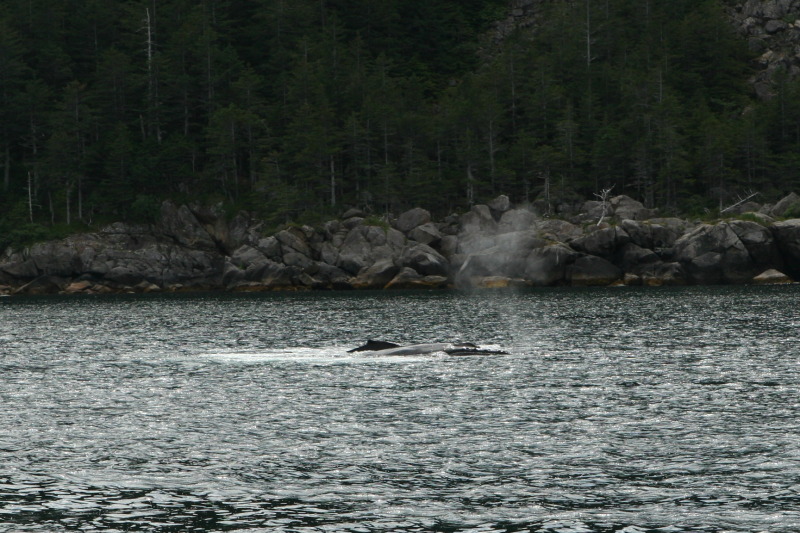 2011/07(July)/Alaska/1_Seward_Exit_Glacier/800x600_2011-07-13-138-Seward.JPG
