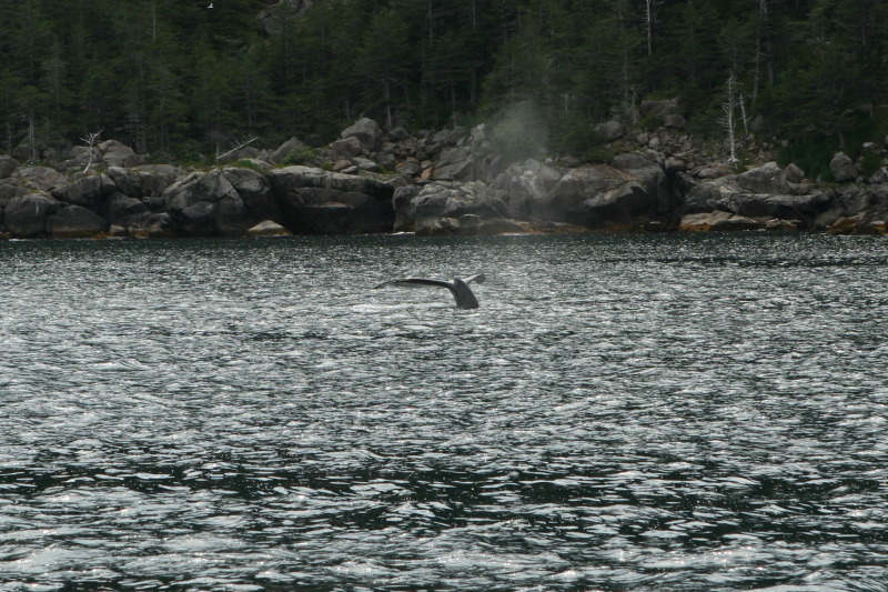 2011/07(July)/Alaska/1_Seward_Exit_Glacier/800x600_2011-07-13-140-Seward.JPG