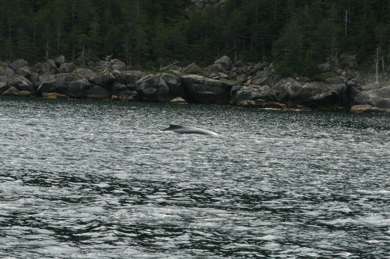 2011/07(July)/Alaska/1_Seward_Exit_Glacier/800x600_2011-07-13-143-Seward.JPG