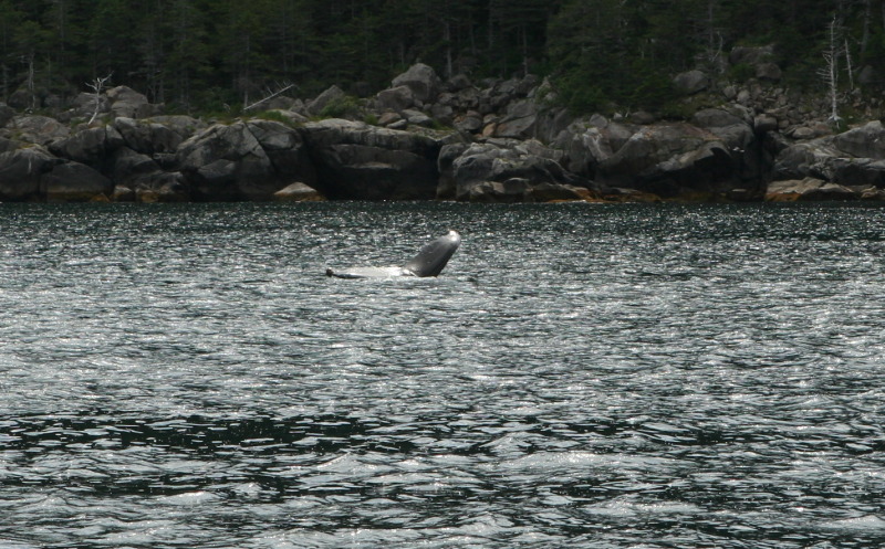 2011/07(July)/Alaska/1_Seward_Exit_Glacier/800x600_2011-07-13-144-Seward.JPG