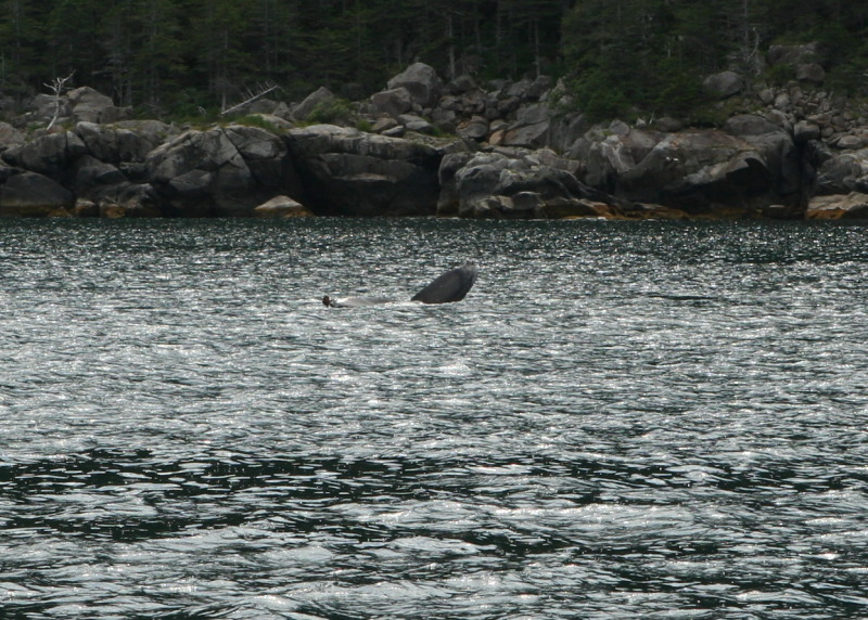 2011/07(July)/Alaska/1_Seward_Exit_Glacier/800x600_2011-07-13-145-Seward.JPG