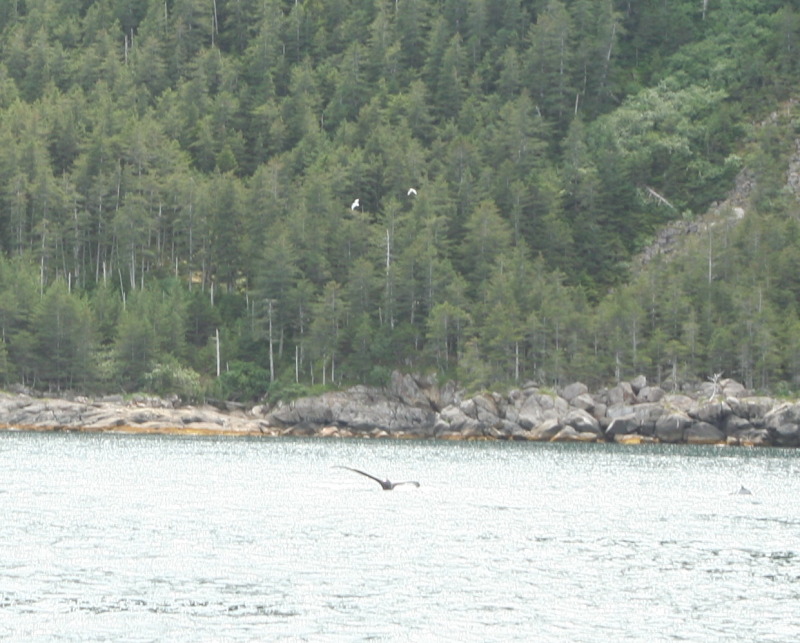 2011/07(July)/Alaska/1_Seward_Exit_Glacier/800x600_2011-07-13-147-Seward.JPG