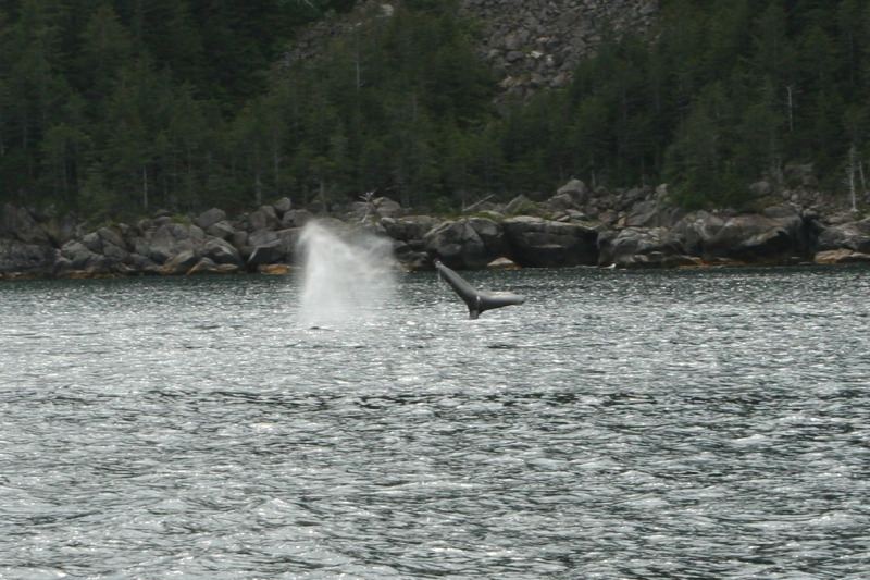 2011/07(July)/Alaska/1_Seward_Exit_Glacier/800x600_2011-07-13-148-Seward.JPG