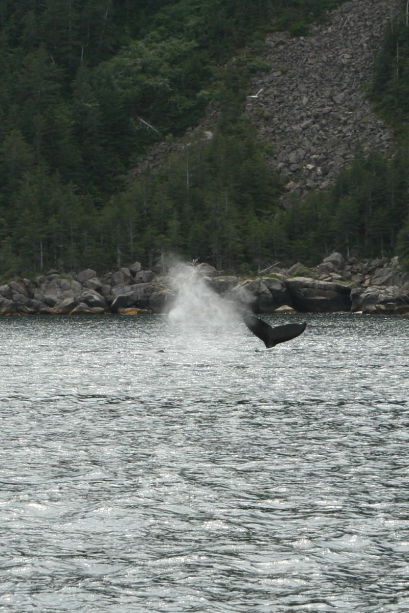 2011/07(July)/Alaska/1_Seward_Exit_Glacier/800x600_2011-07-13-149-Seward.JPG