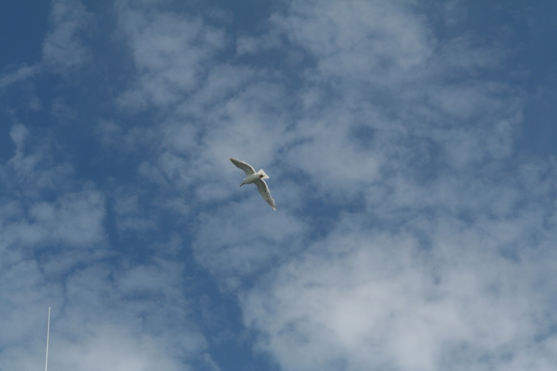 2011/07(July)/Alaska/1_Seward_Exit_Glacier/800x600_2011-07-13-188-Seward.JPG