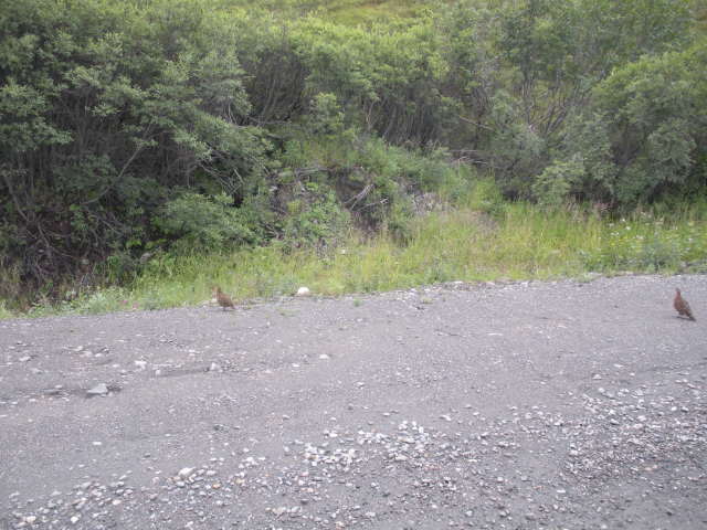 2011-07-15-Denali-036-Willow-Ptarmigan.JPG