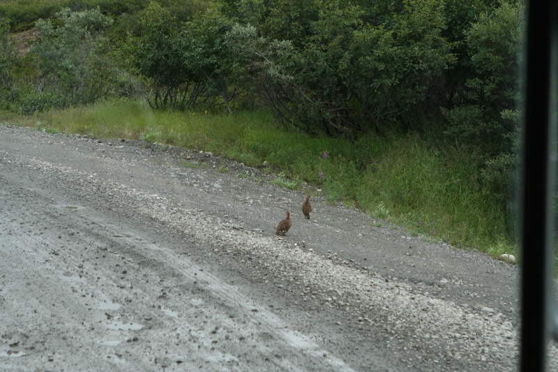 2011-07-15-Denali-038-Willow-Ptarmigan.JPG