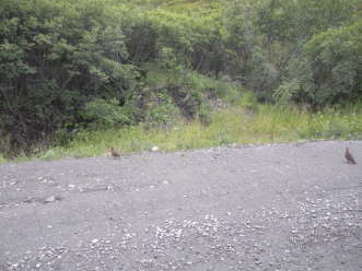 2011-07-15-Denali-036-Willow-Ptarmigan.JPG