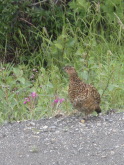 2011-07-15-Denali-037-Willow-Ptarmigan.JPG