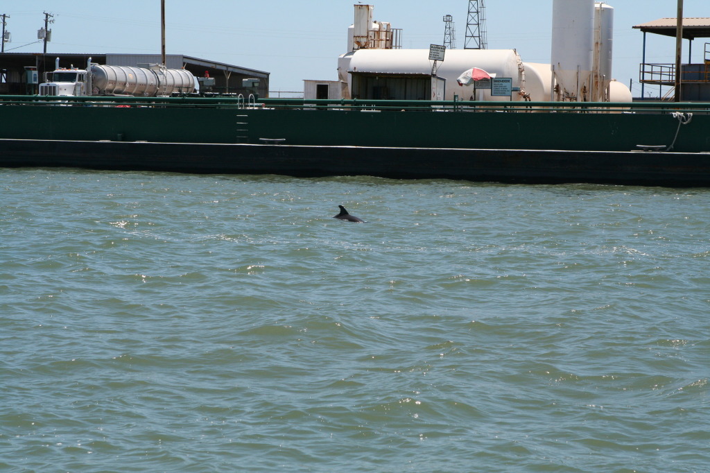 2011/07(July)/Port-Aransas/07-08-Port-Aransas-Dolphin-watch/1024x768_2011-07-08-Port-Aransas-Dolphin-tour-21.JPG