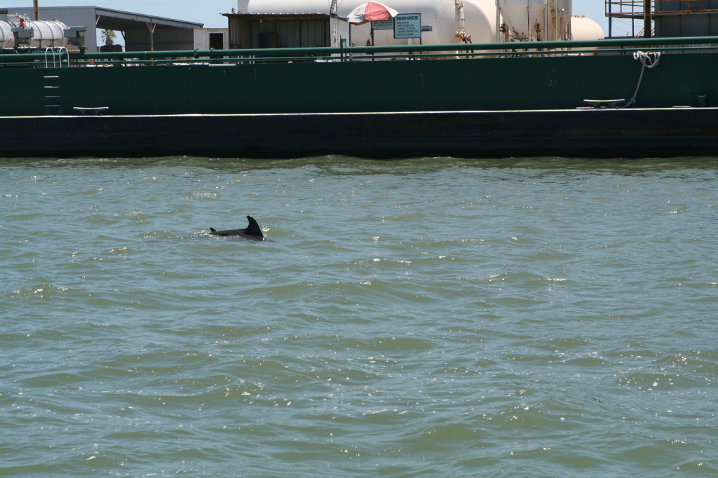 2011/07(July)/Port-Aransas/07-08-Port-Aransas-Dolphin-watch/1024x768_2011-07-08-Port-Aransas-Dolphin-tour-23.JPG