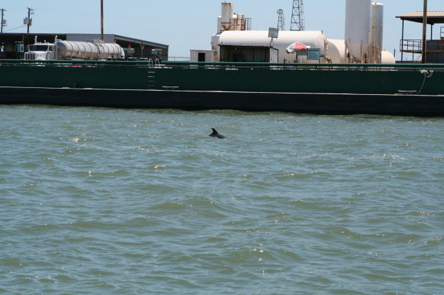 2011-07-08-Port-Aransas-Dolphin-tour-21.JPG
