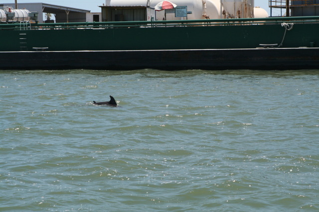 2011/07(July)/Port-Aransas/07-08-Port-Aransas-Dolphin-watch/640x480_2011-07-08-Port-Aransas-Dolphin-tour-23.JPG