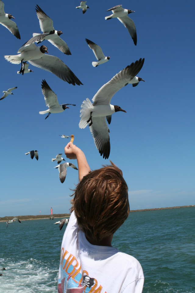 2011/07(July)/Port-Aransas/07-08-Port-Aransas-Dolphin-watch/640x480_2011-07-08-Port-Aransas-Dolphin-tour-43-Chance.JPG