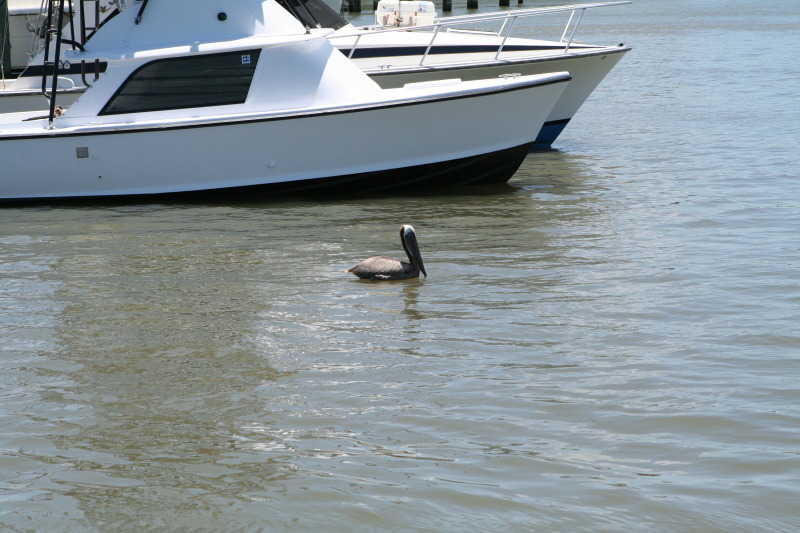 2011-07-08-Port-Aransas-Dolphin-tour-14.JPG