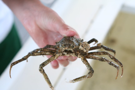 2011-07-08-Port-Aransas-Dolphin-tour-12.JPG
