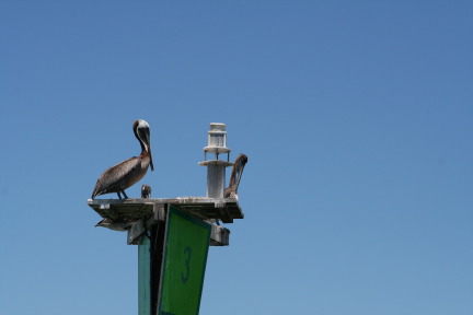 2011-07-08-Port-Aransas-Dolphin-tour-17.JPG