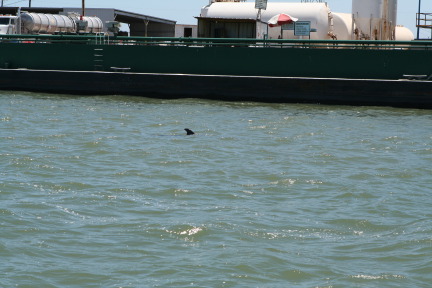 2011-07-08-Port-Aransas-Dolphin-tour-22.JPG