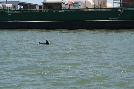 2011-07-08-Port-Aransas-Dolphin-tour-23.JPG