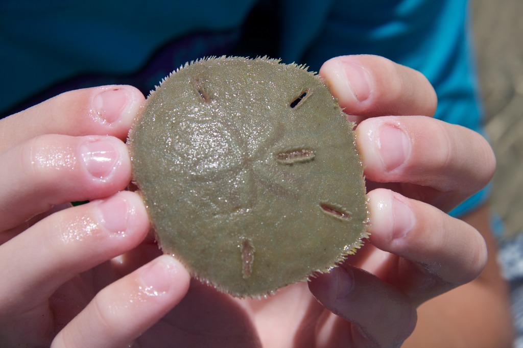 2011/07(July)/Port-Aransas/07-09-Port-Aransas-Beach/1024x768_2011-07-09-Port-Aransas-Beach-48-sand-dollar.jpg