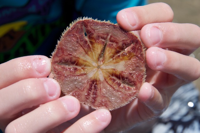 2011-07-09-Port-Aransas-Beach-49-sand-dollar.jpg