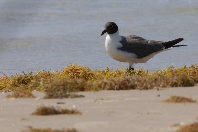 2011/07(July)/Port-Aransas/07-09-Port-Aransas-Beach/800x600_2011-07-09-Port-Aransas-Beach-06.jpg