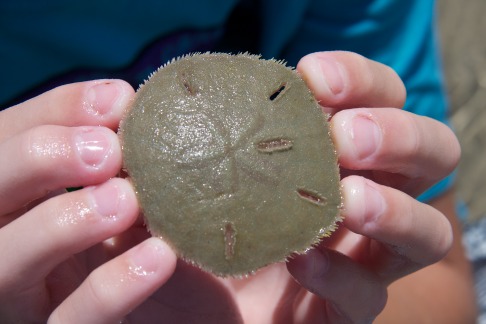 2011-07-09-Port-Aransas-Beach-48-sand-dollar.jpg
