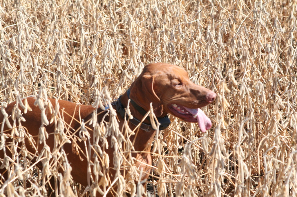 2011/10(October)/South-Dakota-SD/1-Mt-Vernon/Day-1-Hunting/1024x768_2011-10-01-SD-Hunting-18-Bevo.JPG